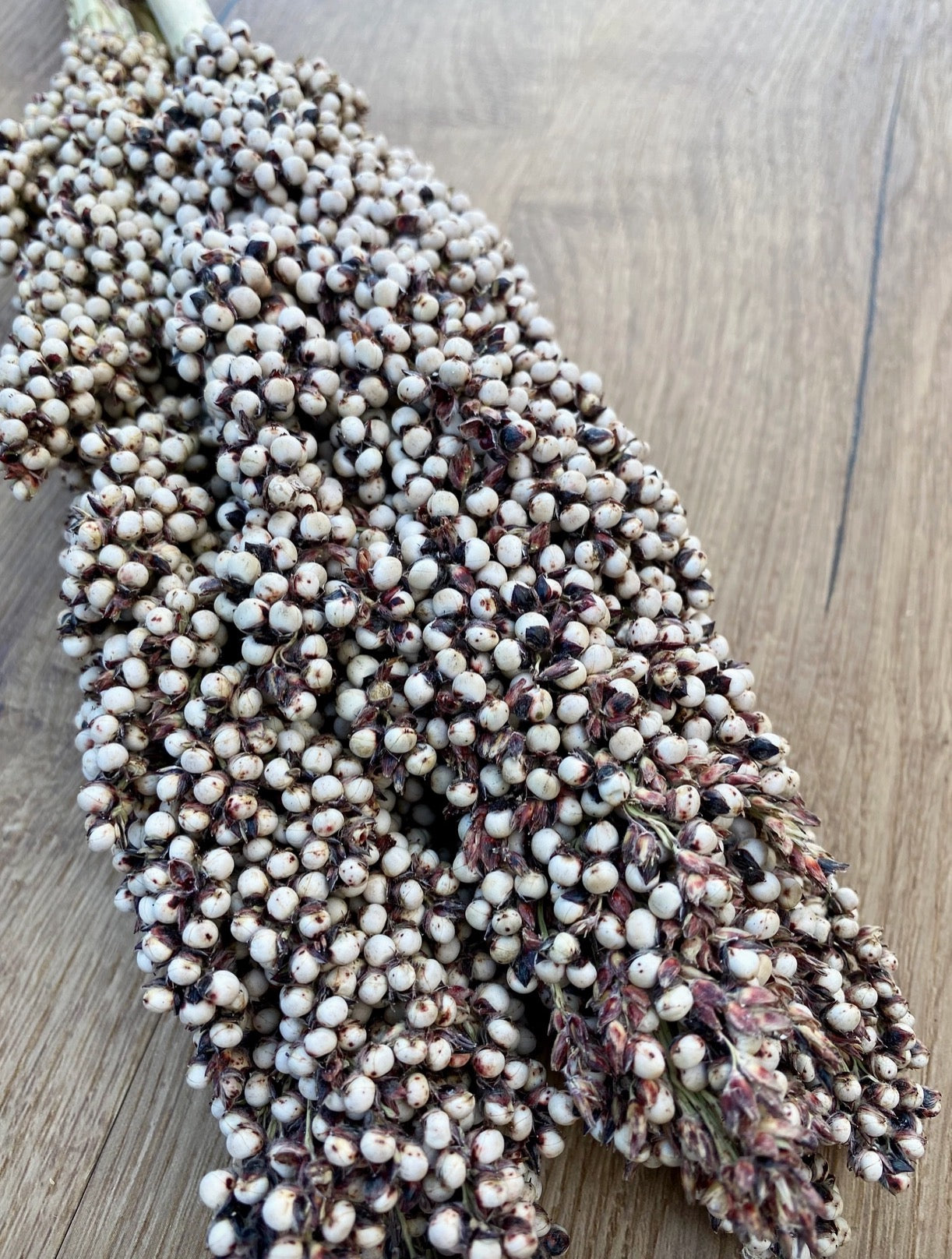 Dried Pinto Berries | Decorative Dried Grass and Plants - Rustike Home