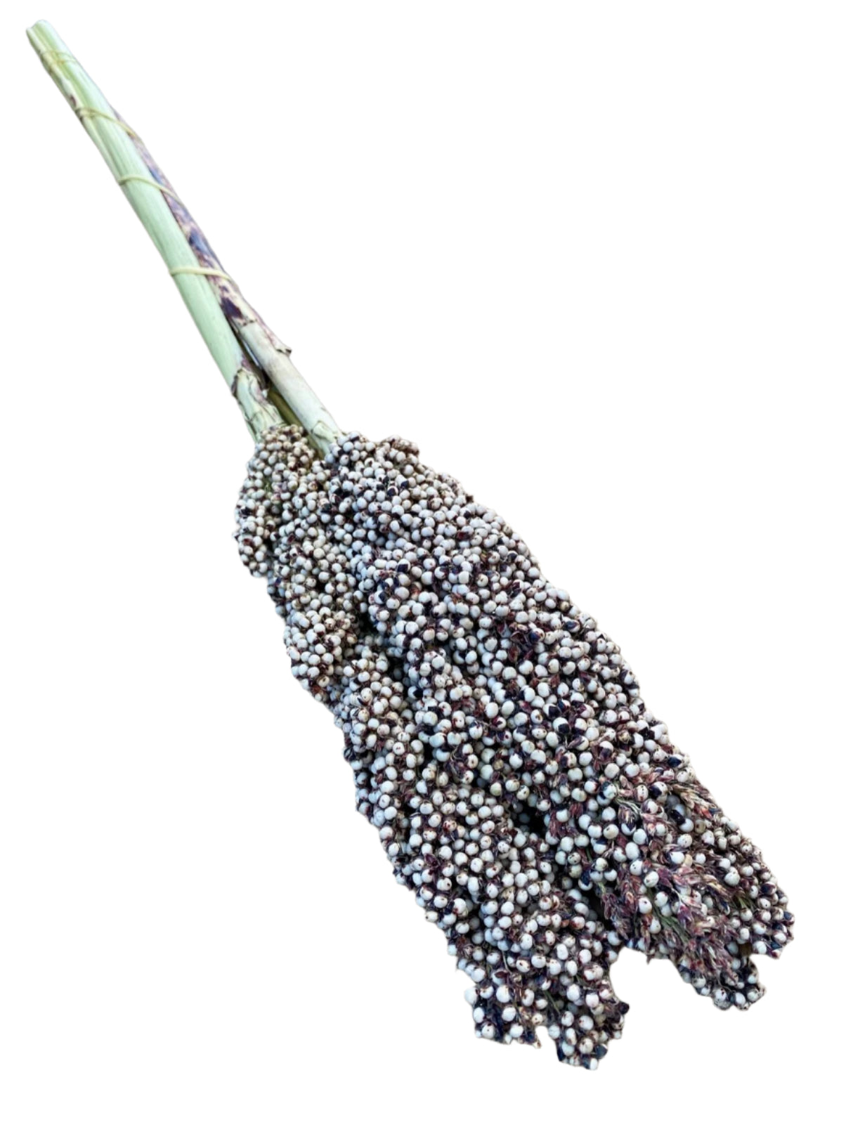 Dried Pinto Berries | Decorative Dried Grass and Plants - Rustike Home