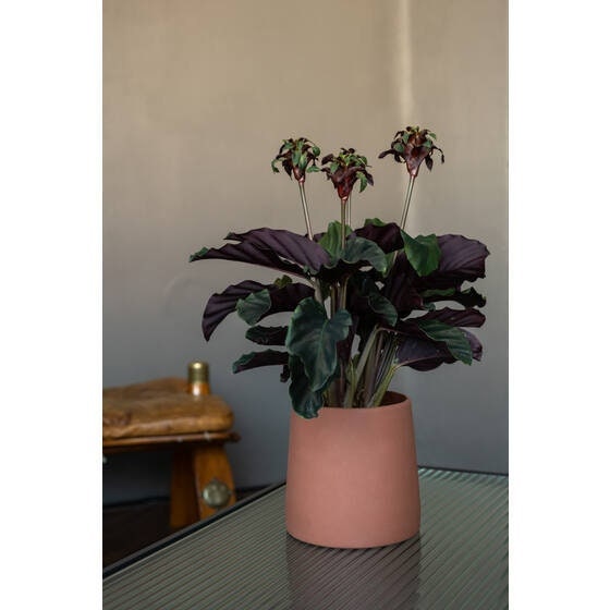 Round 4.33"H Reddish Brown Terracota Planter Pot for Plants and Home Decor | Style 111 - Rustike Home