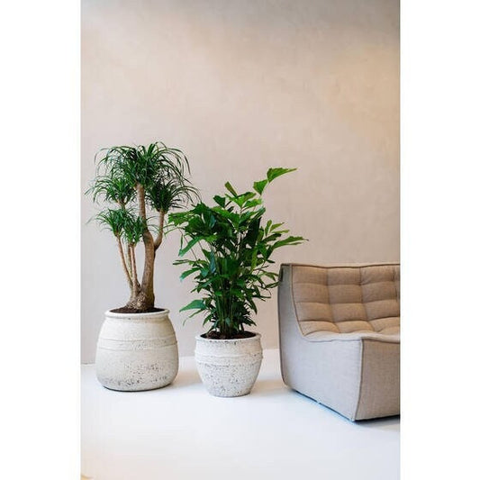 Round Rough Chalk White "California" Vintage Planter Pot for Plants and Home Decor | Style 126 - Rustike Home