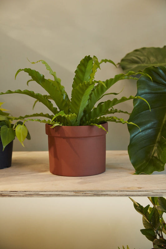 Brown Terracotta "Sunshine" Planter Pot for Plants and Home Decor - Rustike Home