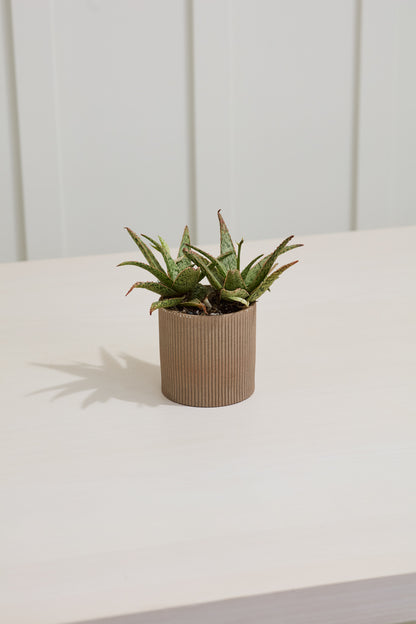 Round Off White "Monry" Vase & Pot| Home Decor - Rustike Home