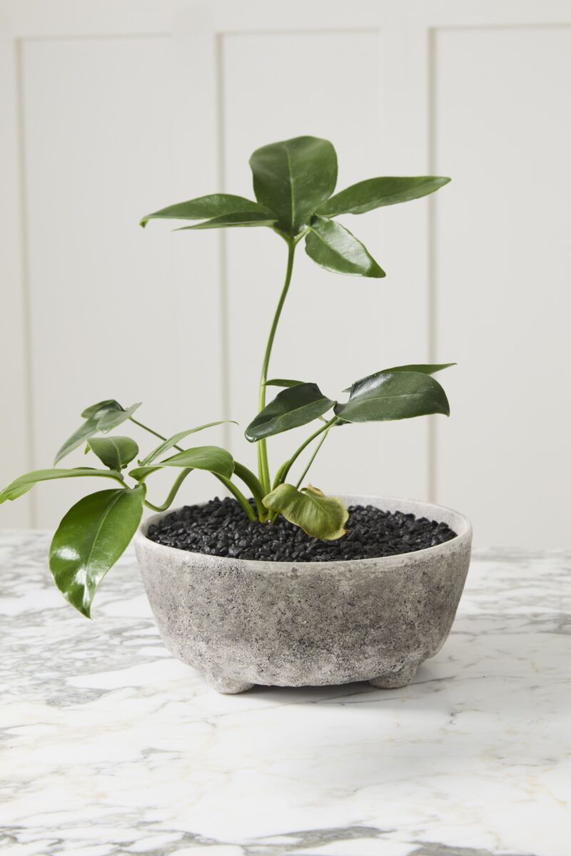 Ceramic Abby Shoal Through & Pot