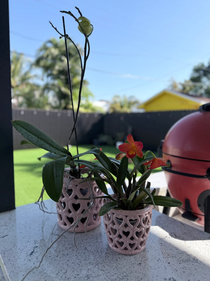 Cherished Pink Hearts Orchid Pot