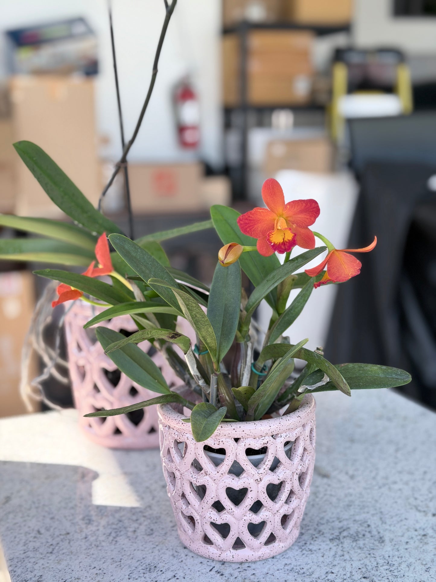 Cherished Pink Hearts Orchid Pot