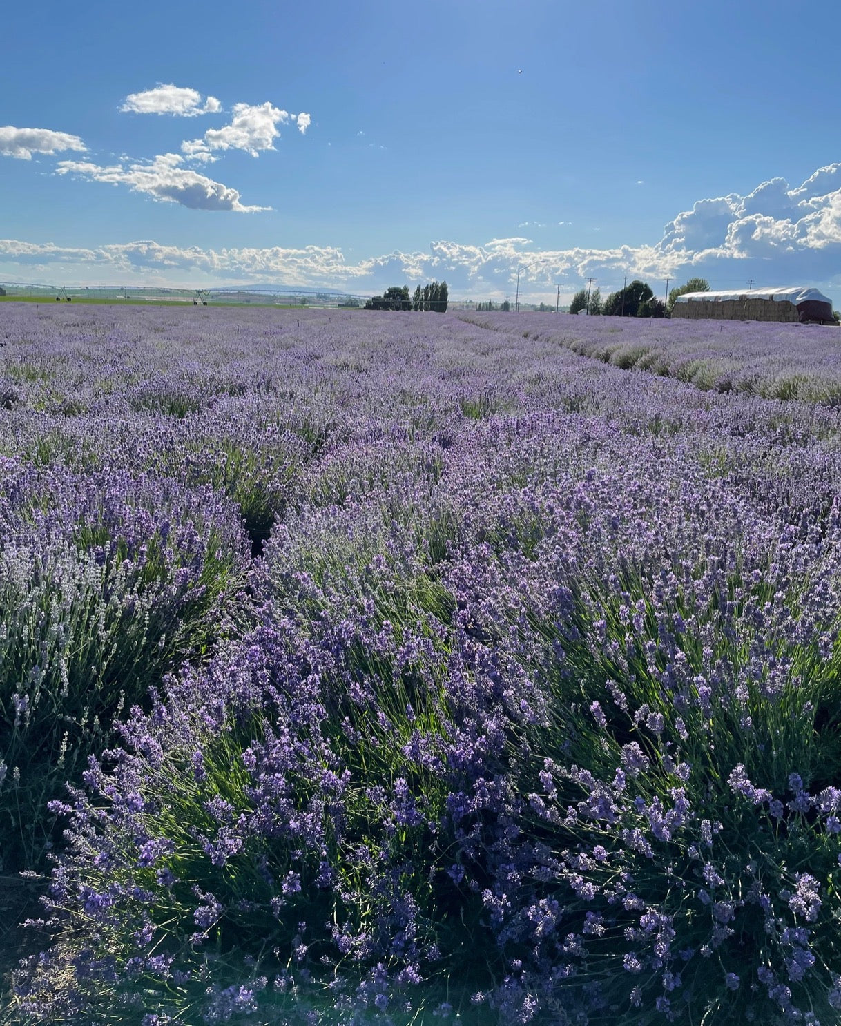 Dried Lavender | Decorative Dried Grass and Plants - Rustike Home
