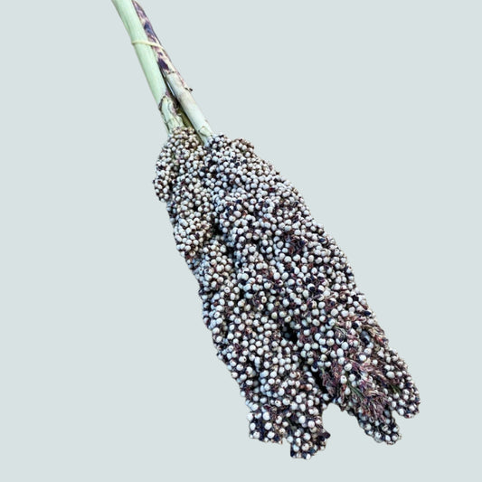 Dried Pinto Berries | Decorative Dried Grass and Plants - Rustike Home