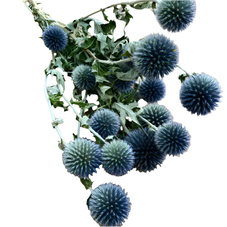 Dried Globe Thistle Echinop's | Decorative Dried Grass and Plants - Rustike Home