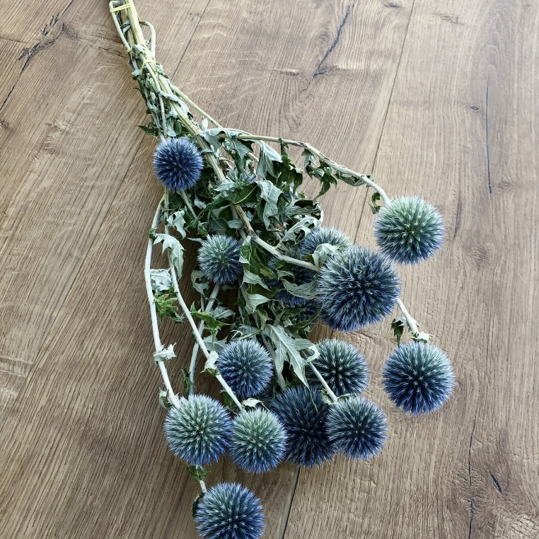 Dried Globe Thistle Echinop's | Decorative Dried Grass and Plants - Rustike Home