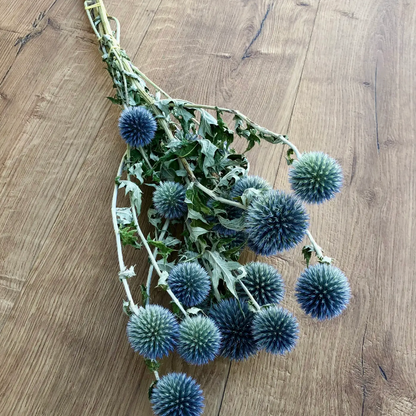 Dried Globe Thistle Echinop's | Decorative Dried Grass and Plants - Rustike Home