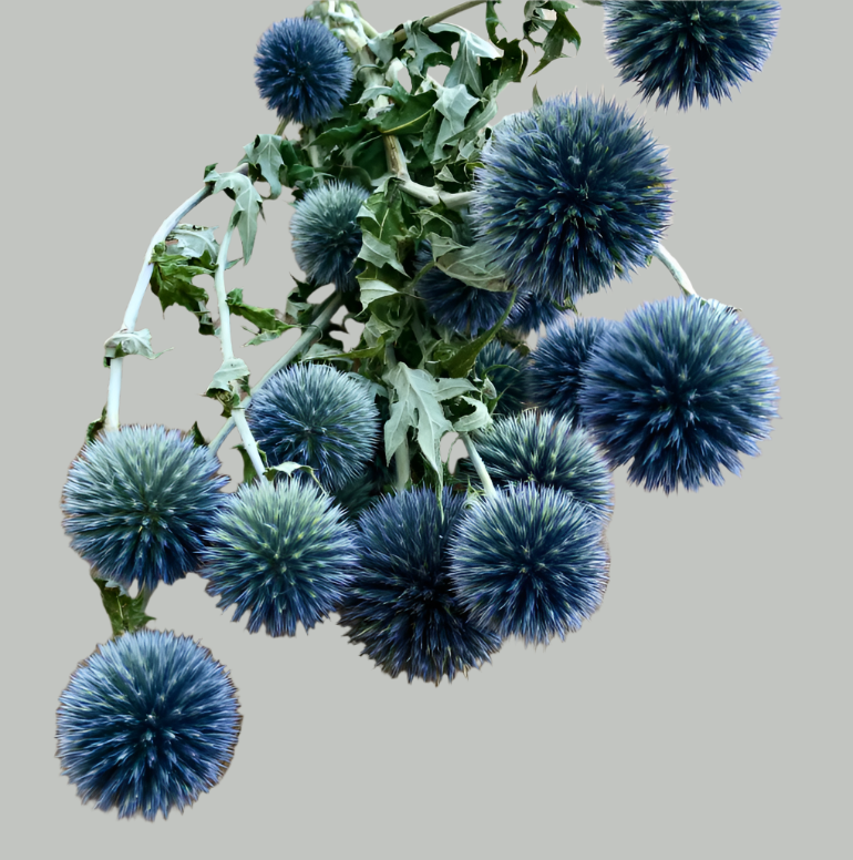 Dried Globe Thistle Echinop's | Decorative Dried Grass and Plants - Rustike Home