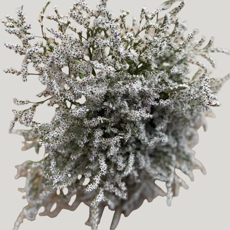Dried German Statice | Decorative Dried Grass and Plants - Rustike Home