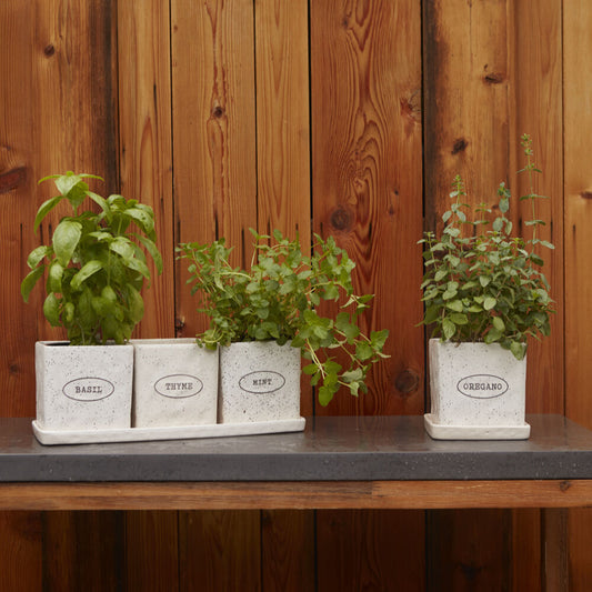 Off White Herb Pots "Aromas" Planter Pot Compote for Plants | Home Decor - Rustike Home