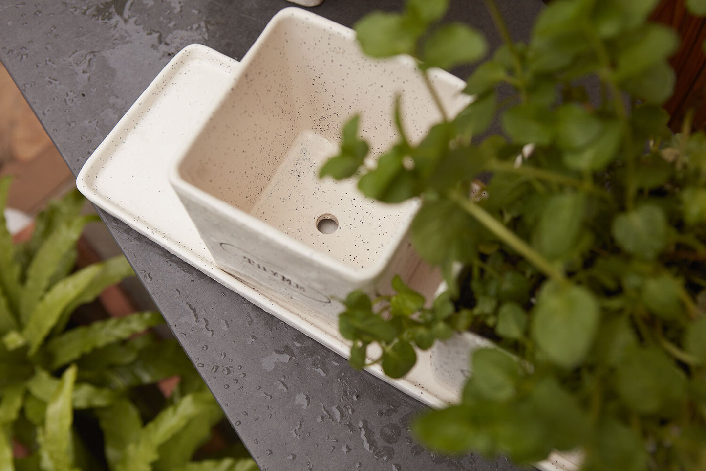 Off White Herb Pots "Aromas" Planter Pot Compote for Plants | Home Decor - Rustike Home