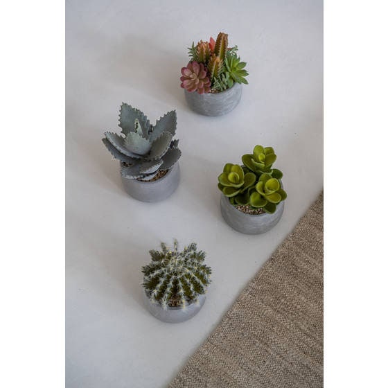rare succulent live plants Artificial Succulent Plant 6" H in Round Cement Pot